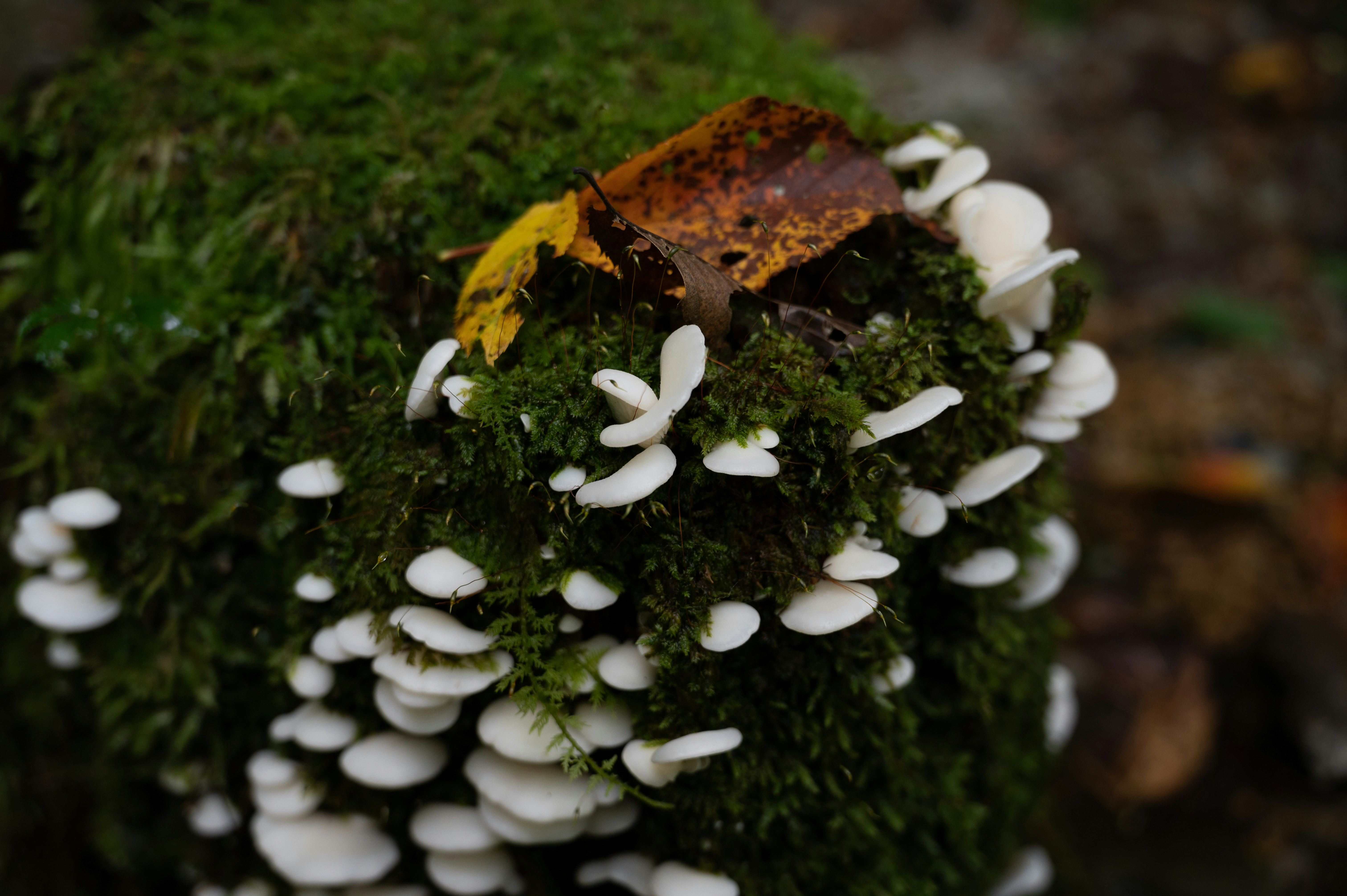 Photo by reduxxphotography