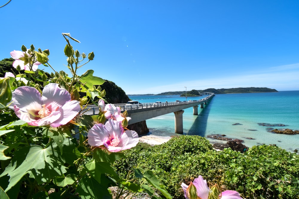 pink flowers on green grass near body of water during daytime