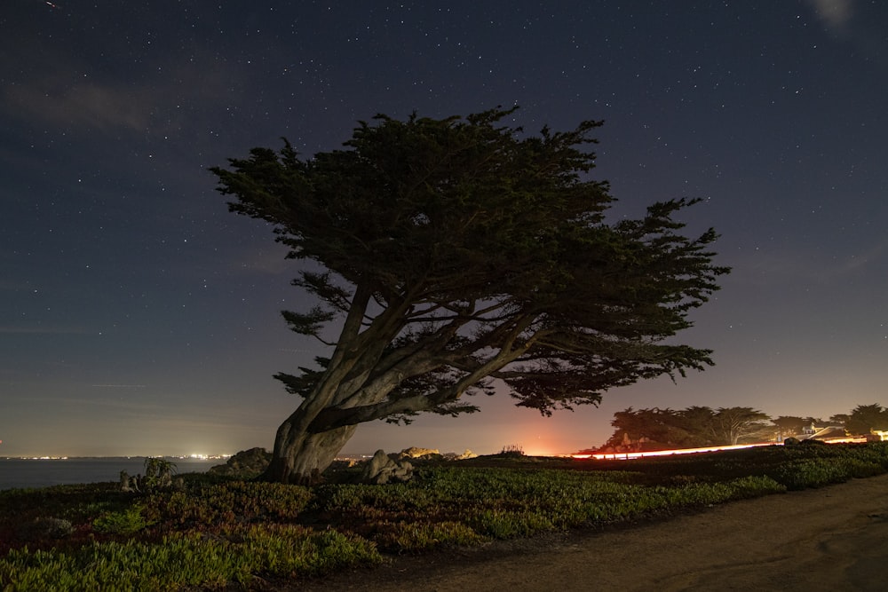 green tree on green grass field during night time