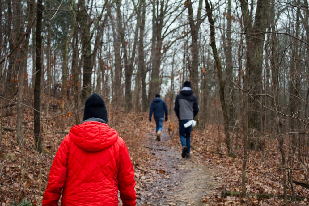 people walking on forest during daytime