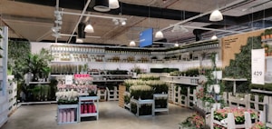 Beautiful Indoor Plants Collection