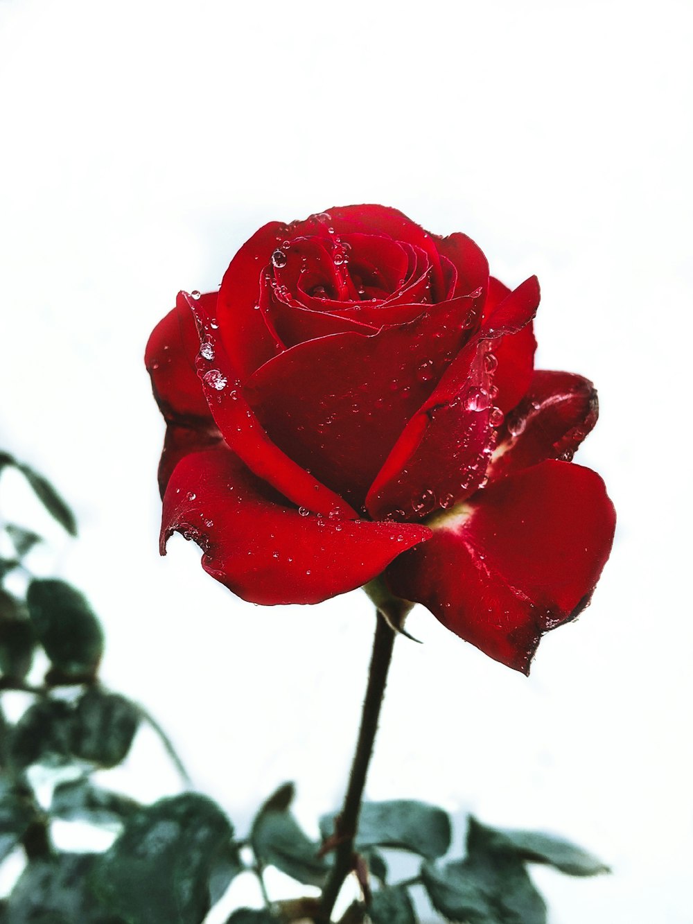 red rose in close up photography