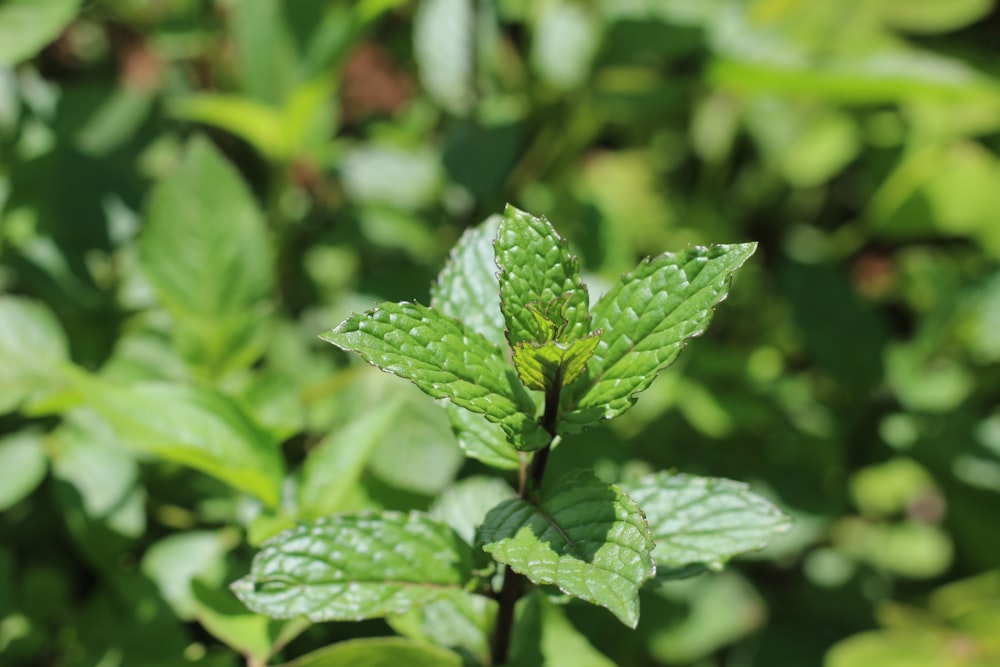 planta de hoja verde en fotografía de primer plano