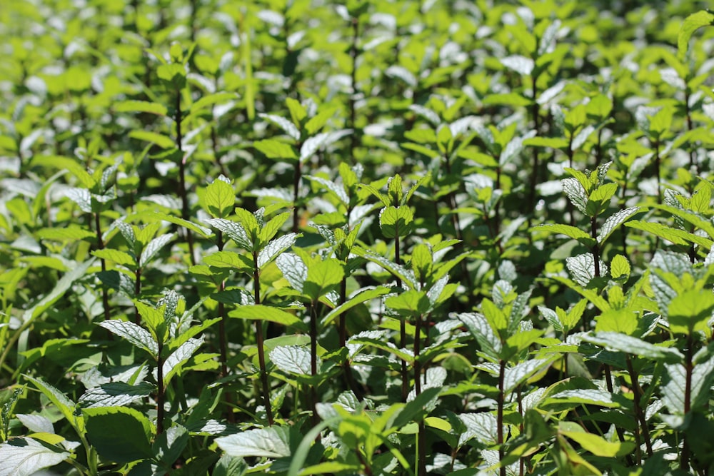 Las hojas verdes se plantan durante el día