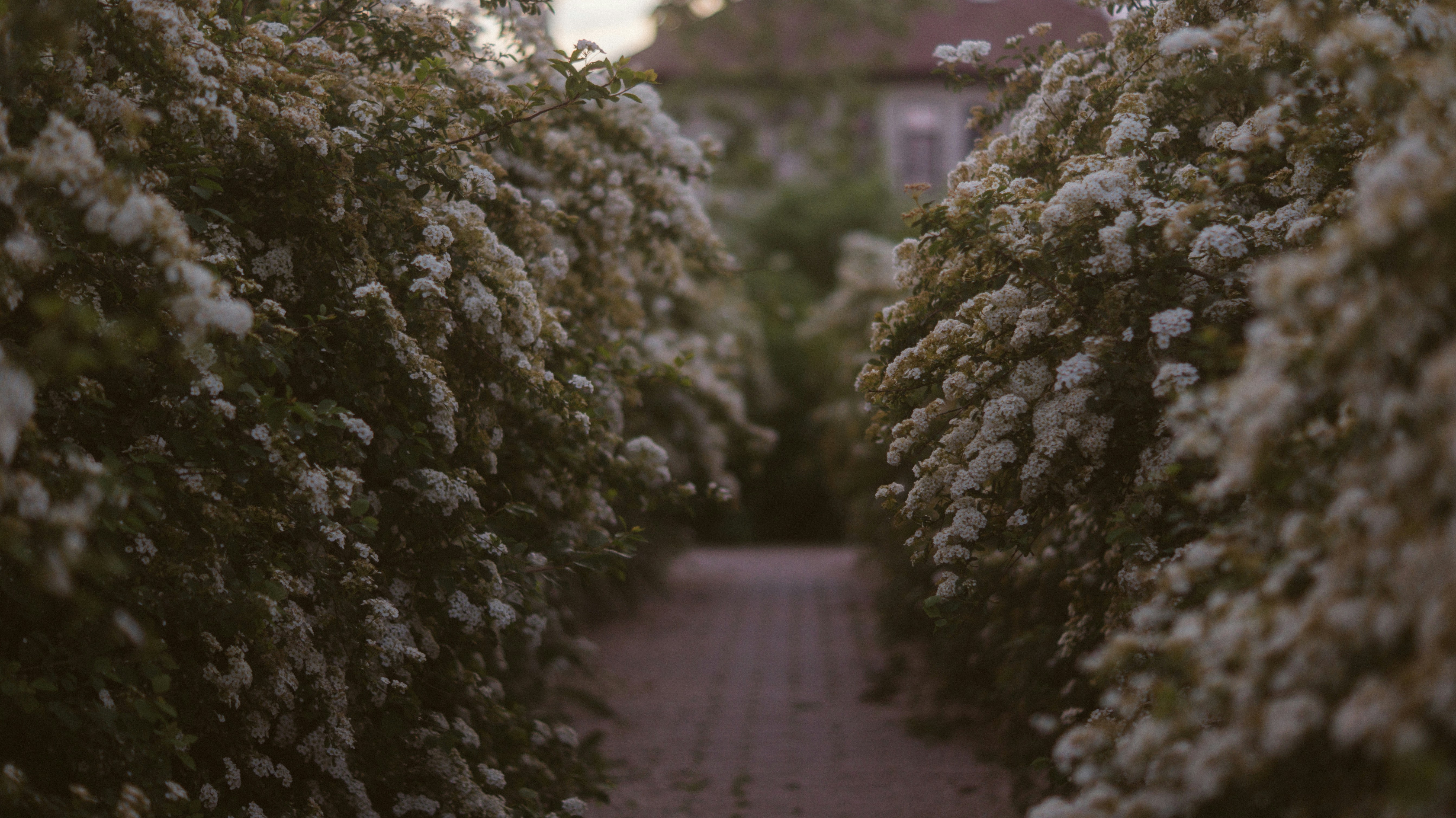 green trees on gray concrete road during daytime