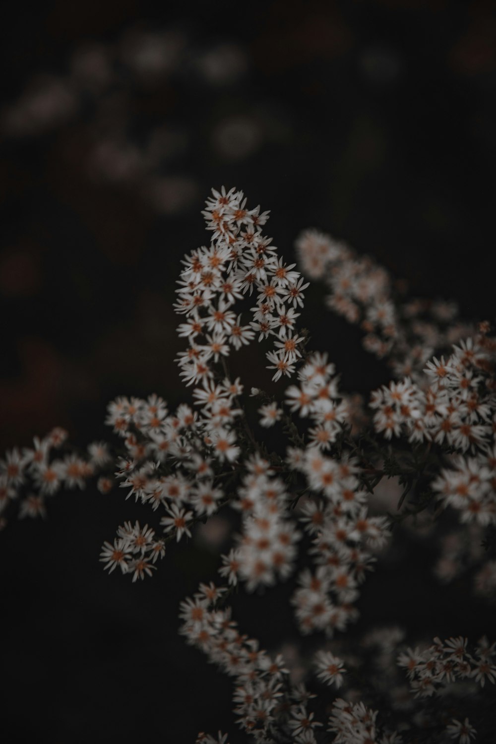 brown and white flower in tilt shift lens