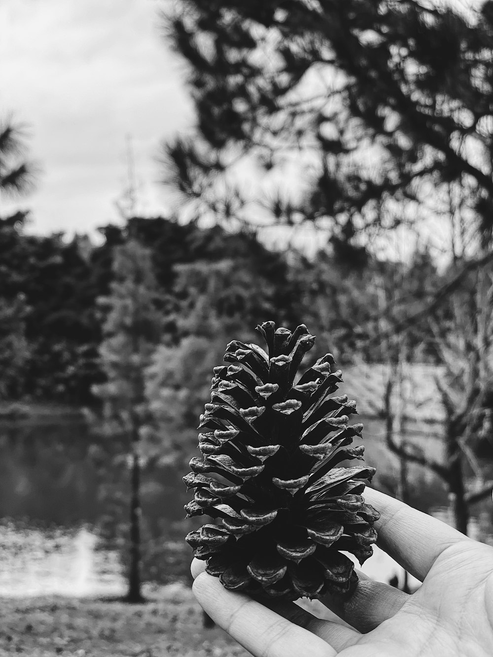 grayscale photo of person holding pine cone