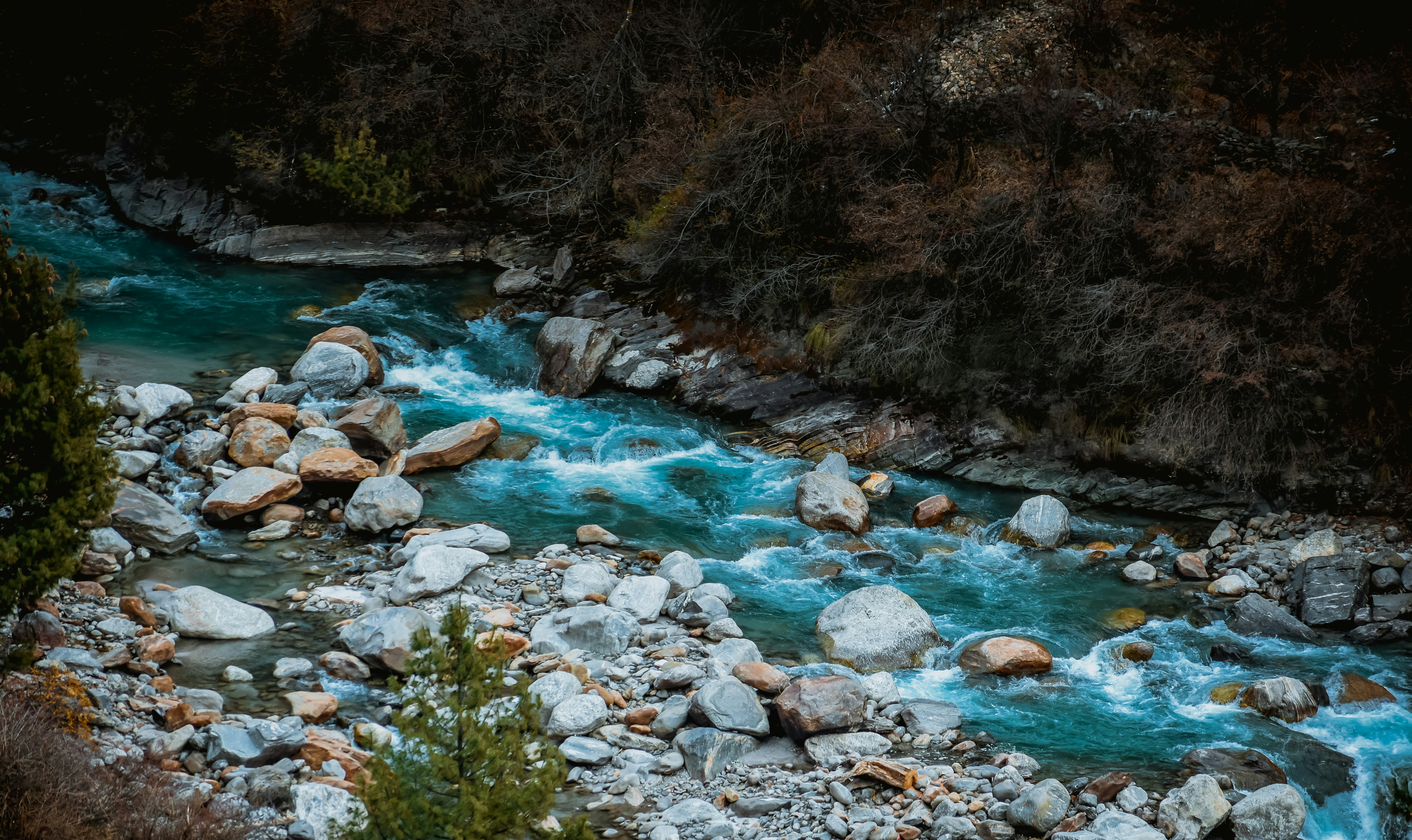 river in the middle of forest