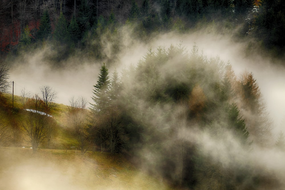 green trees covered with fog