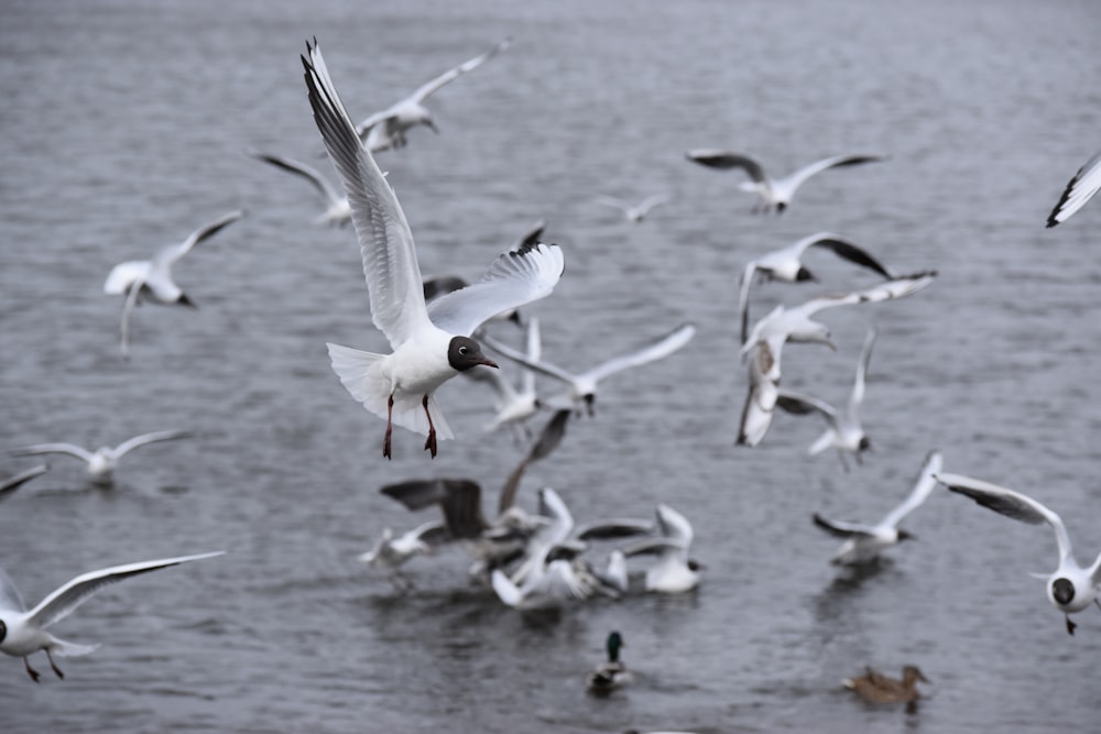 white birds flying over the water during daytime