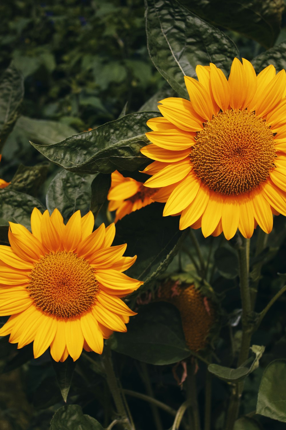 yellow sunflower in close up photography