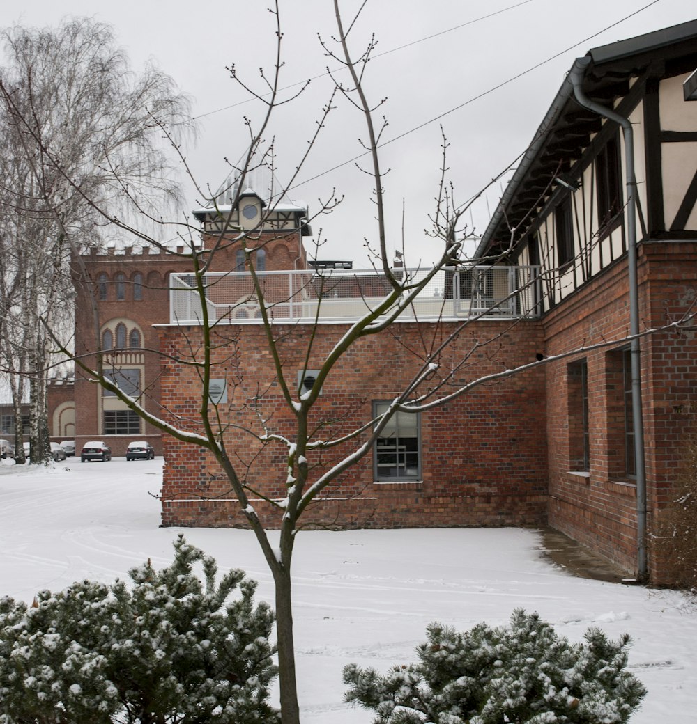 brown bare tree on snow covered ground near brown concrete building during daytime