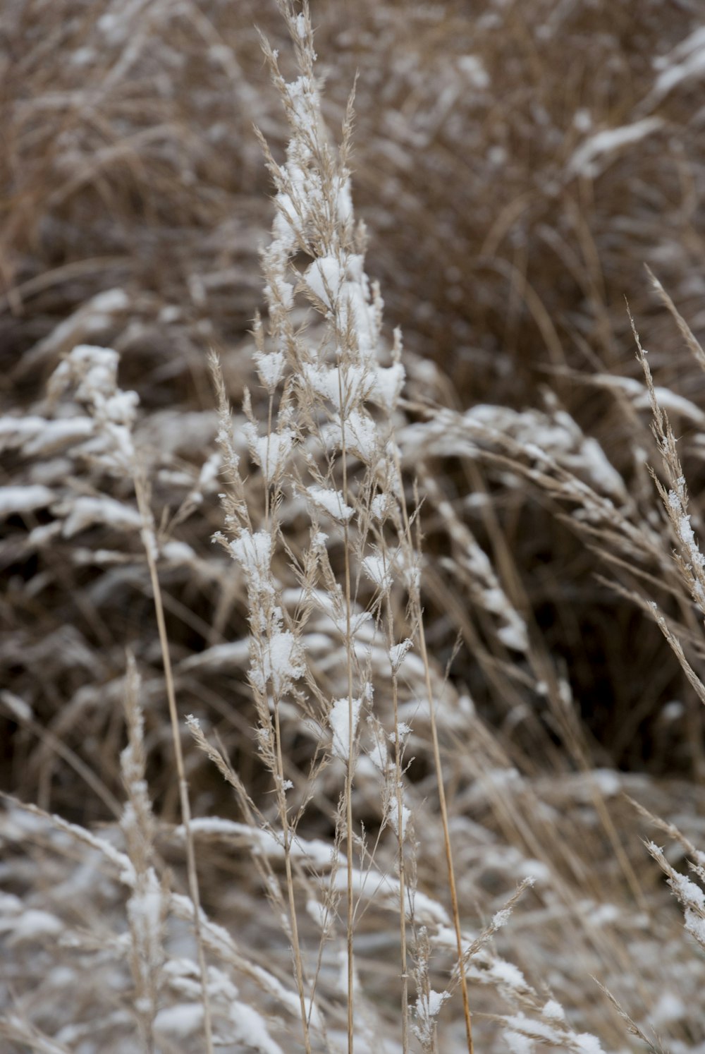 brown wheat field during daytime