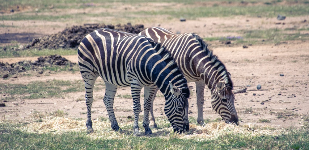 Zebras laufen tagsüber auf grünem Grasfeld