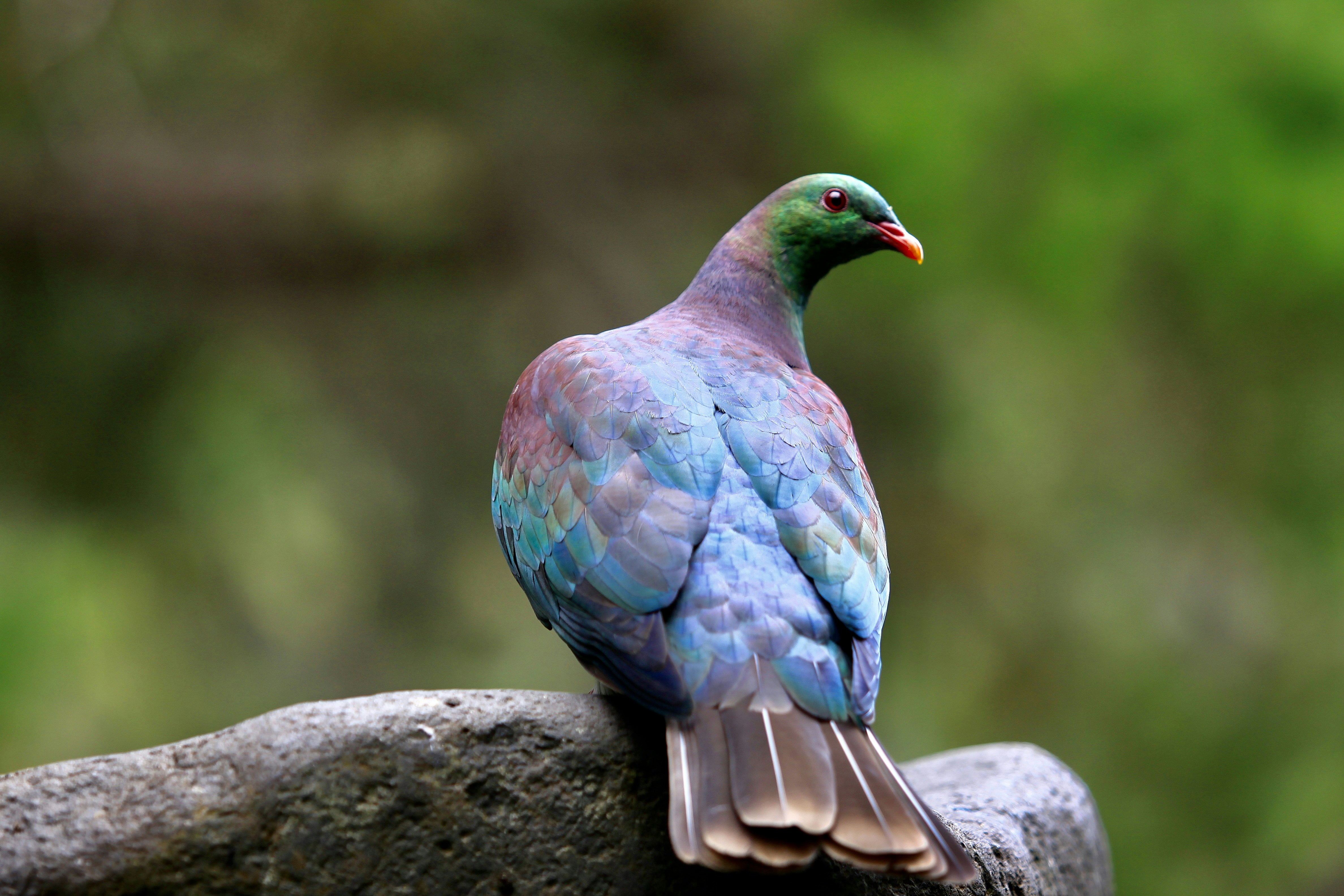 New Zealand pigeon or kererū. Spotted at the Wellington Botanical Gardens.