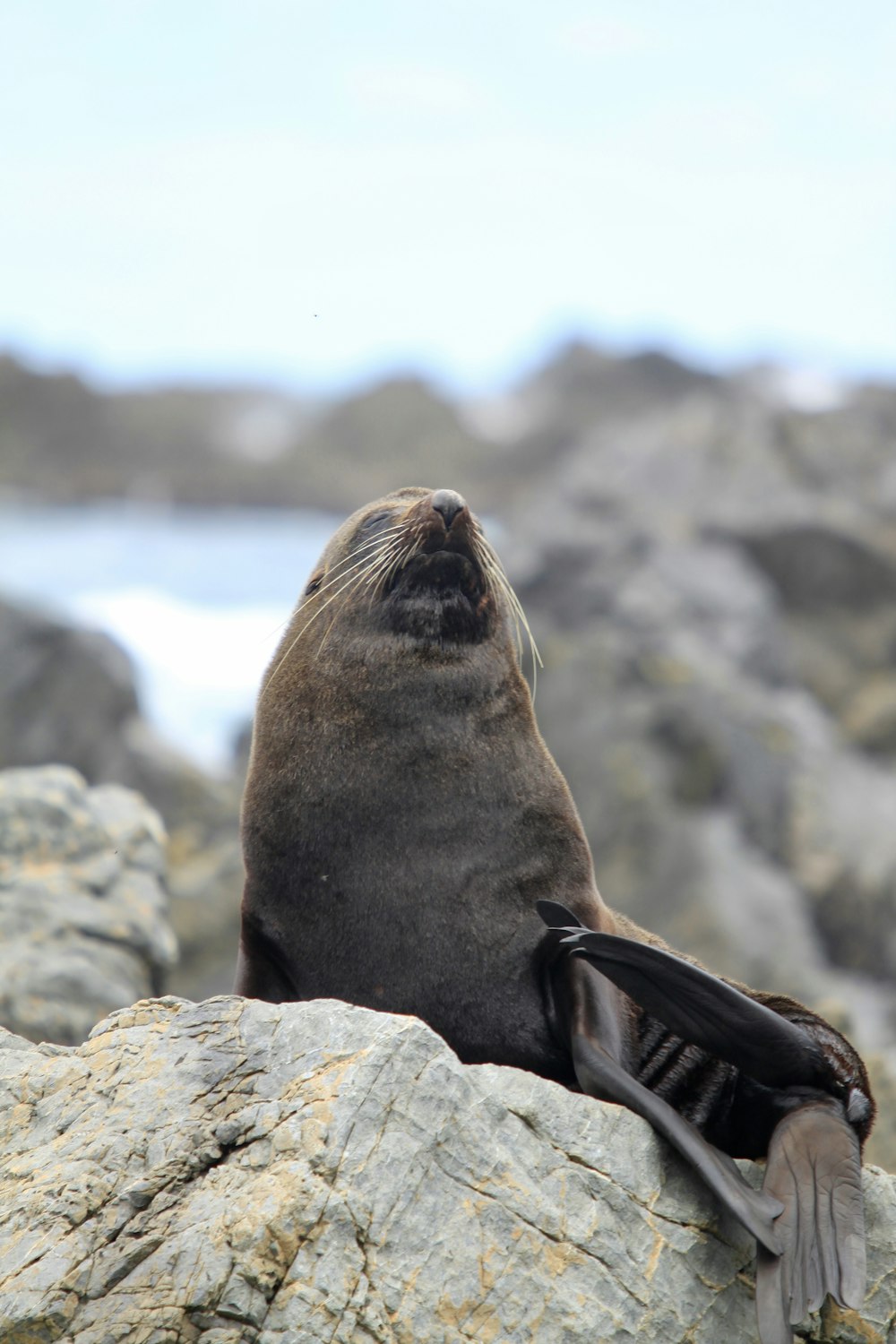 sea lion on rock during daytime