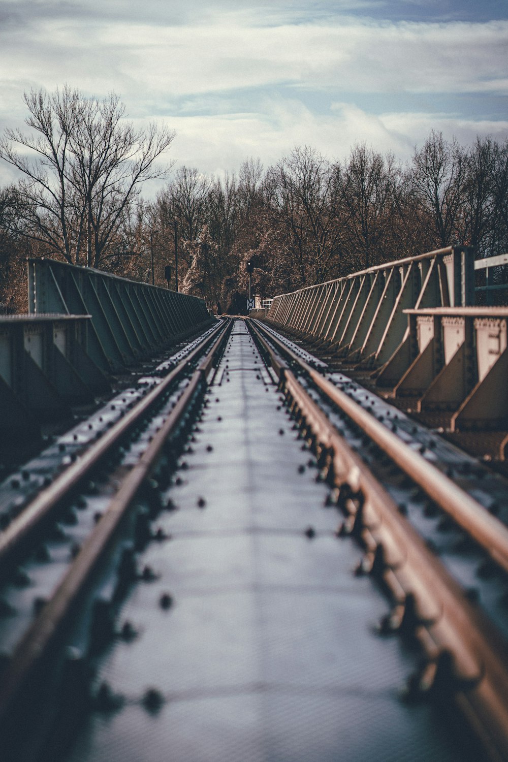 train rail in the middle of trees