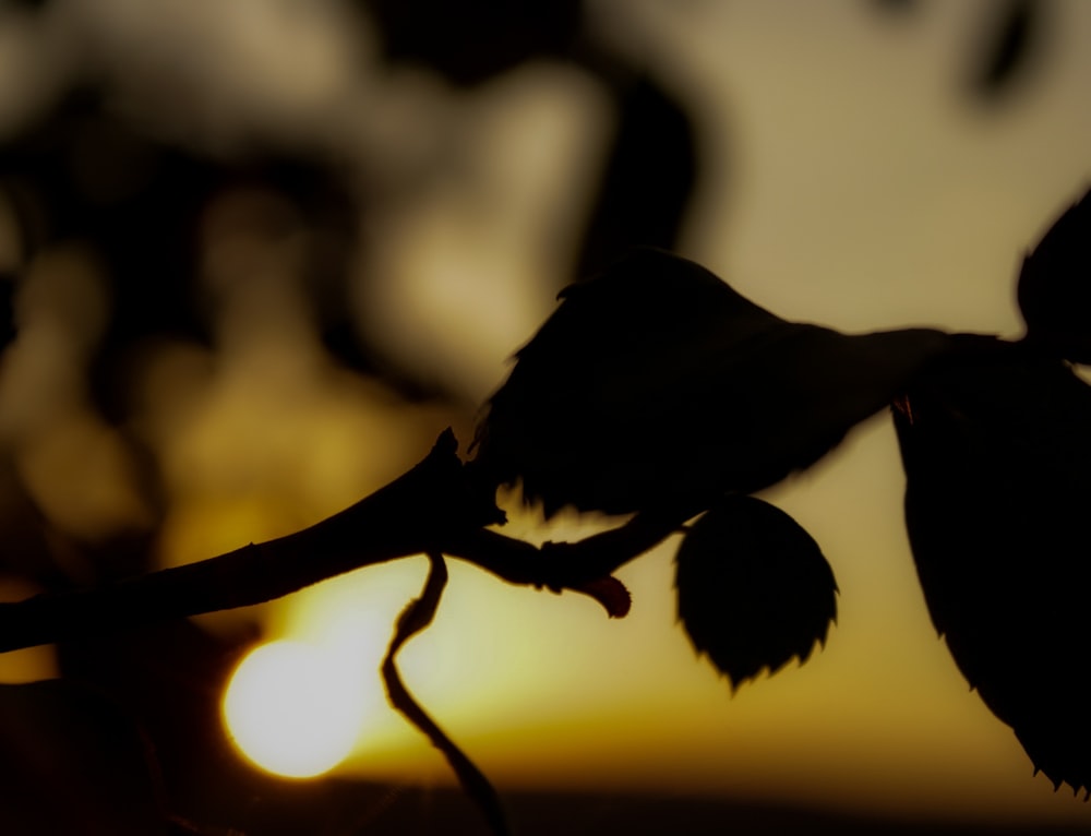 silhouette of bird on tree branch