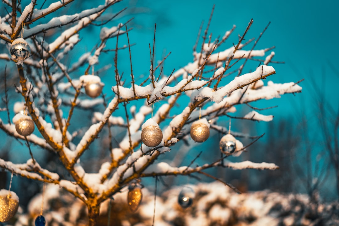 brown round fruit on tree branch