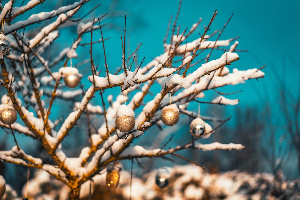 brown round fruits on brown tree branch