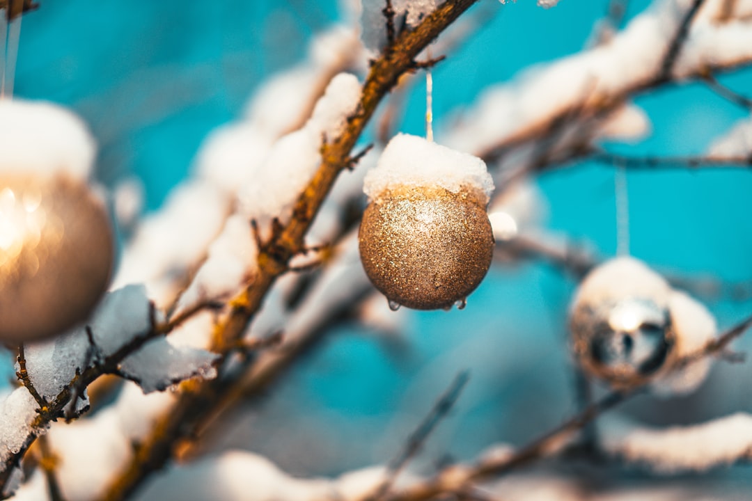 white and brown round fruit on brown tree branch