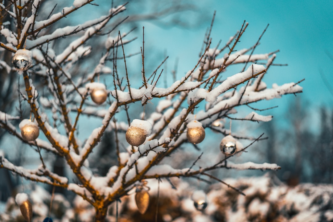 brown round fruits on tree branch