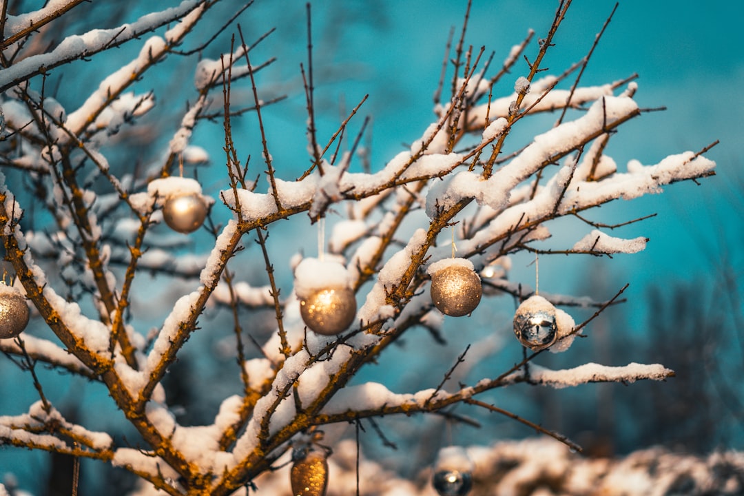 brown round fruit on brown tree branch