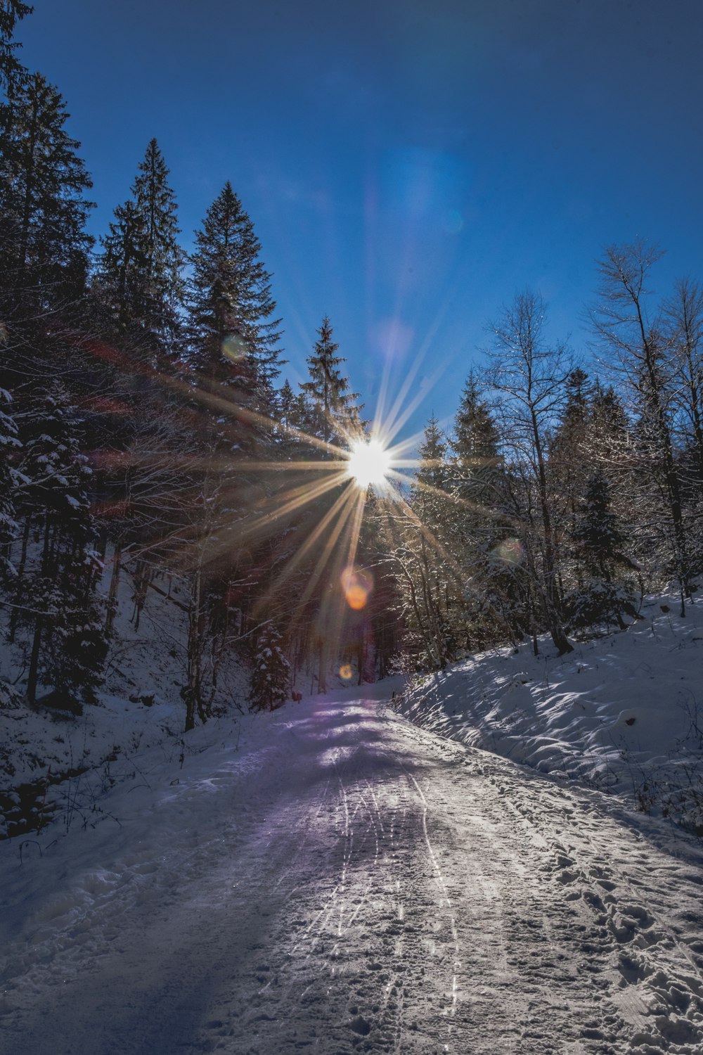 snow covered road between trees during daytime