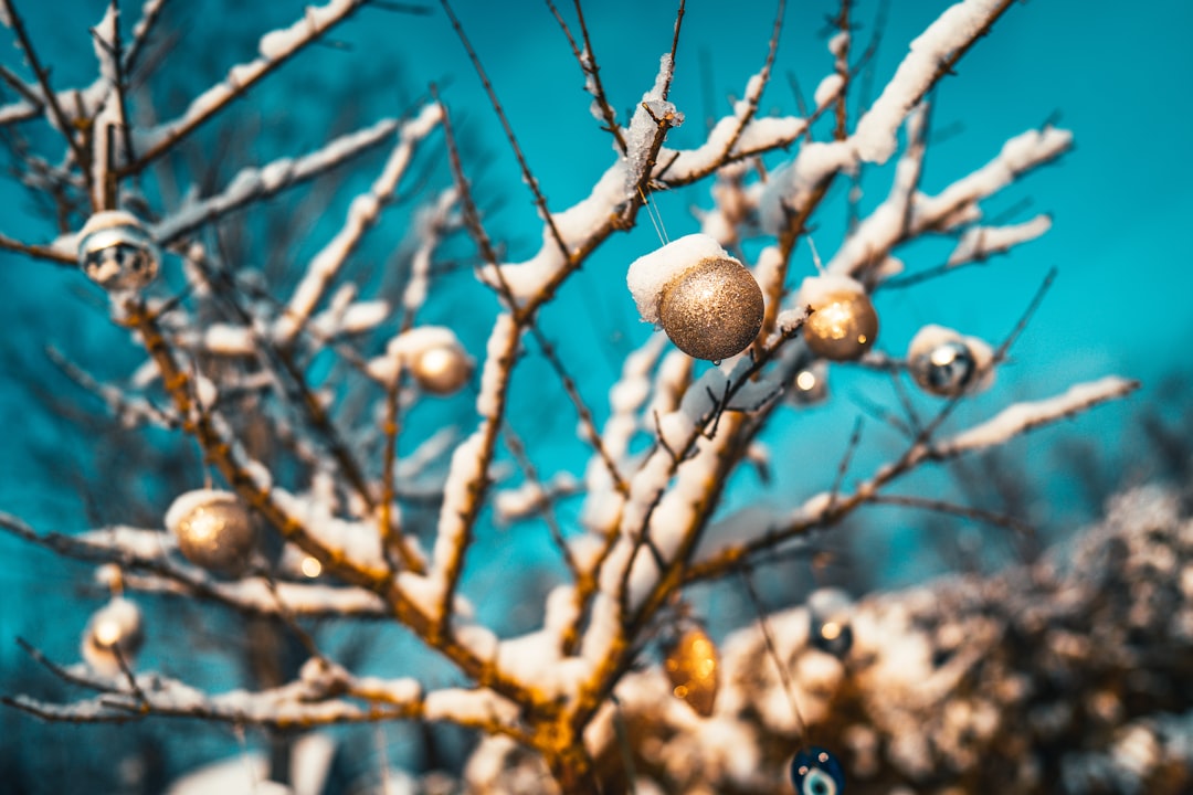 brown round fruit on brown tree branch during daytime