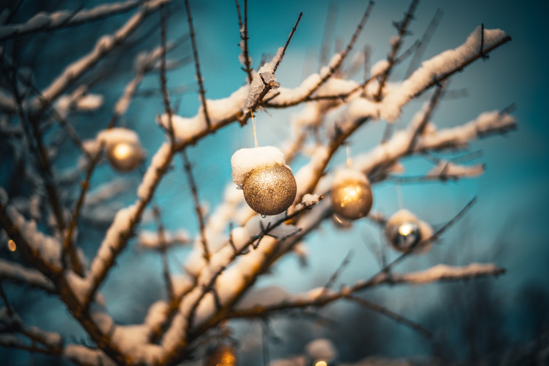 brown and white round fruit on brown tree branch