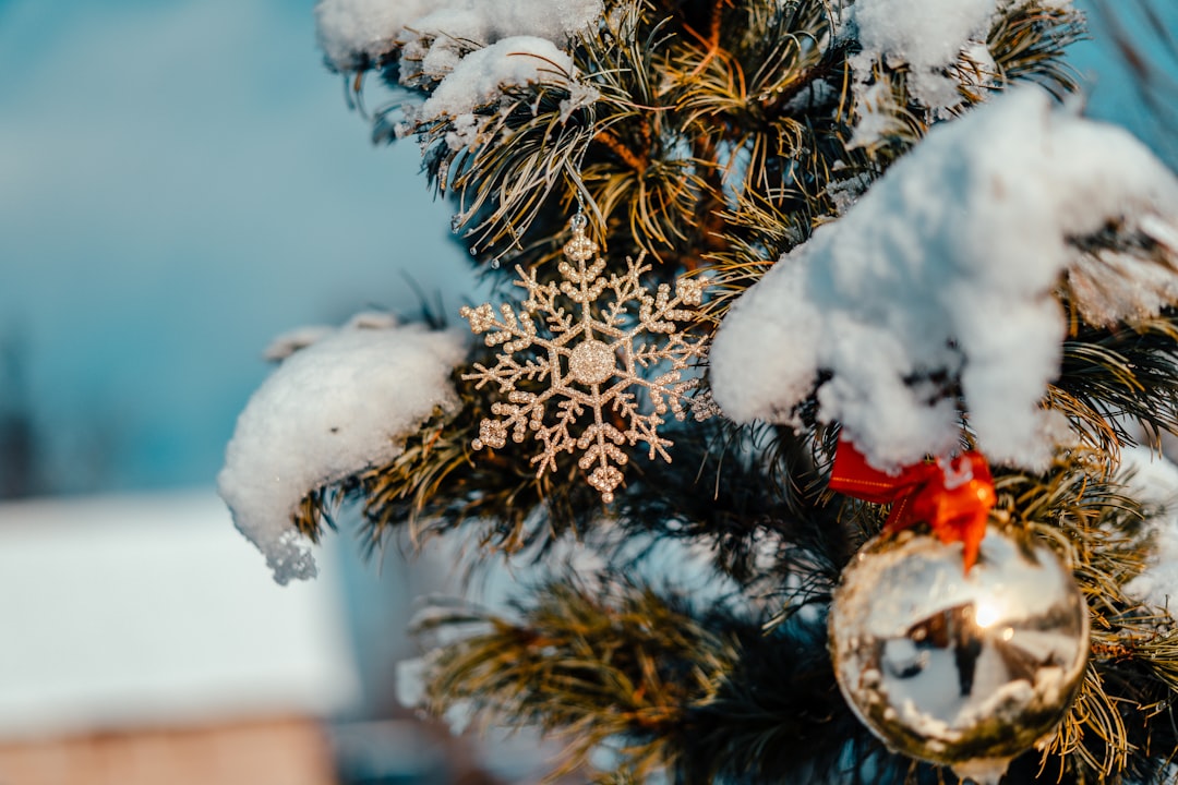 green and brown pine tree with snow