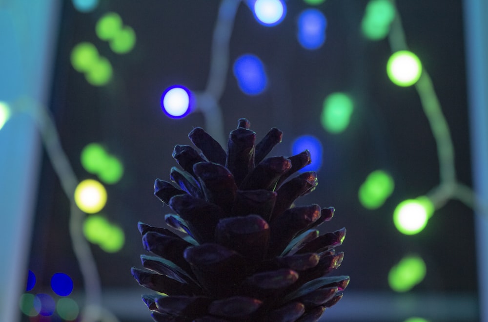 black flower in bokeh photography