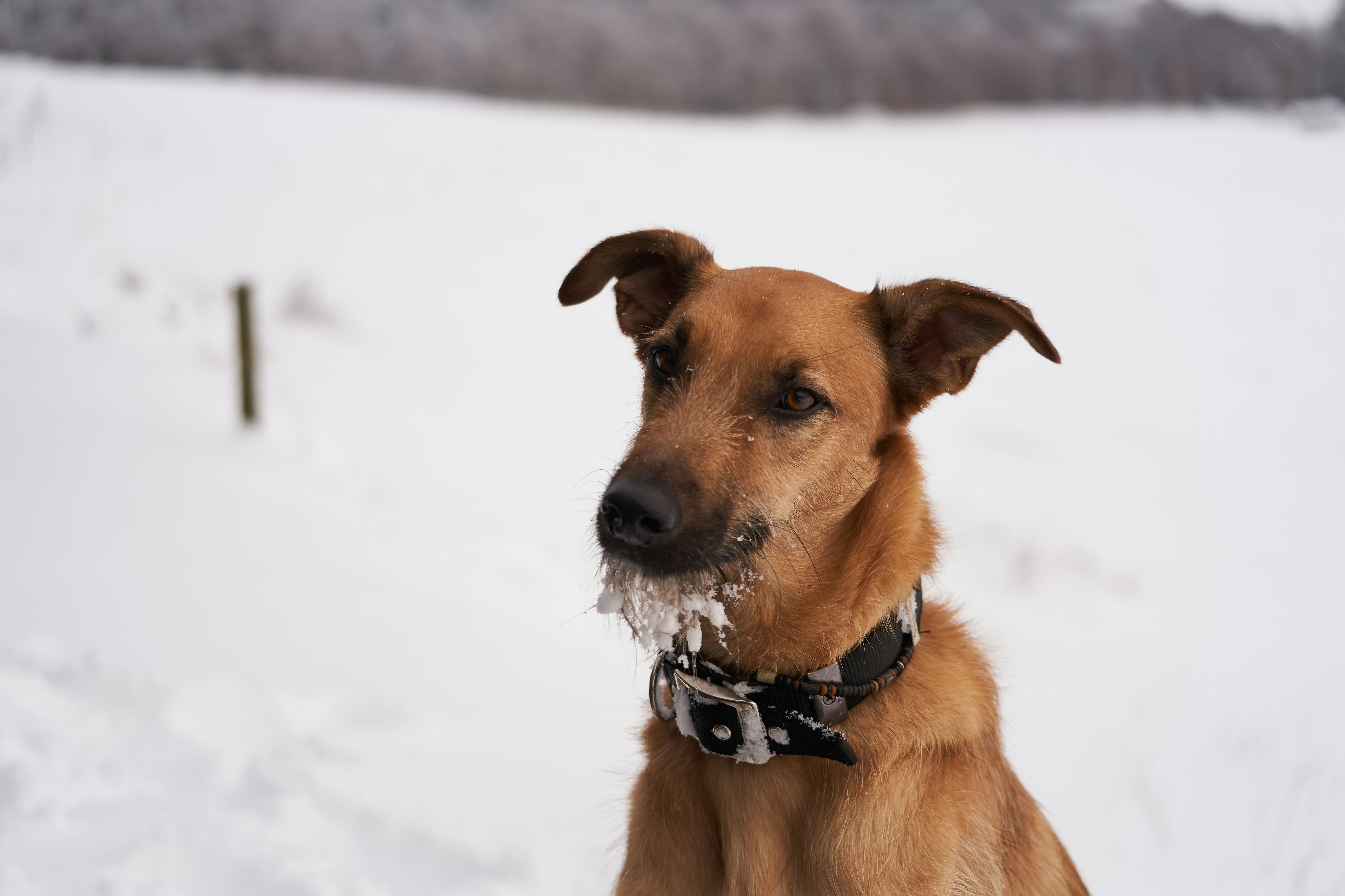 Photo by wolfgang_hasselmann