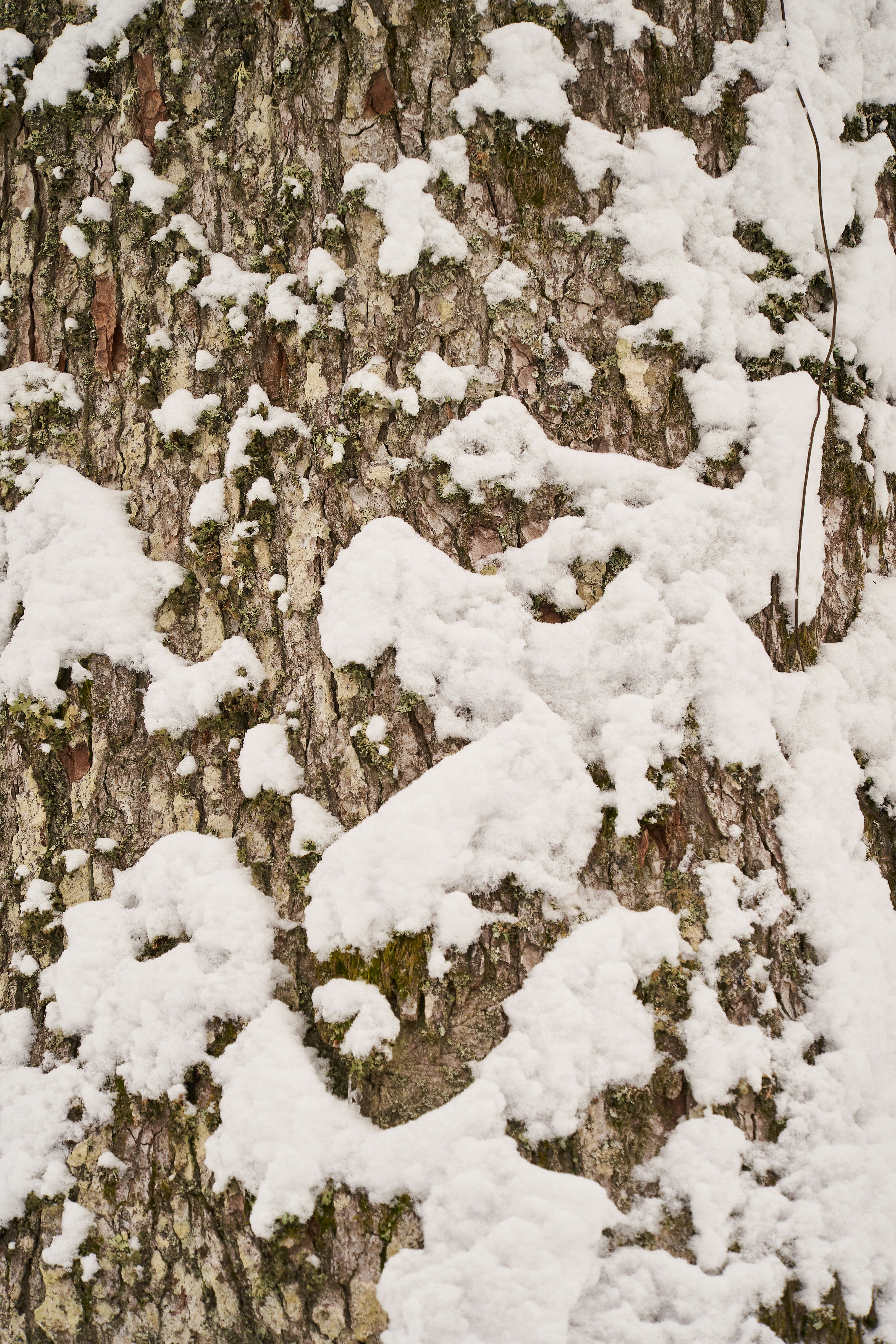 Photo by wolfgang_hasselmann