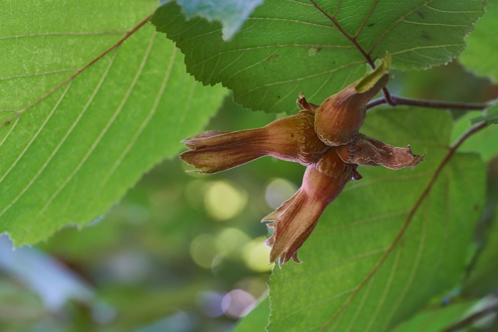 brown grasshopper perched on green leaf in close up photography during daytime