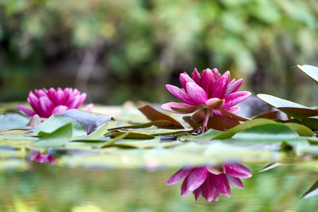 pink lotus flower in bloom during daytime