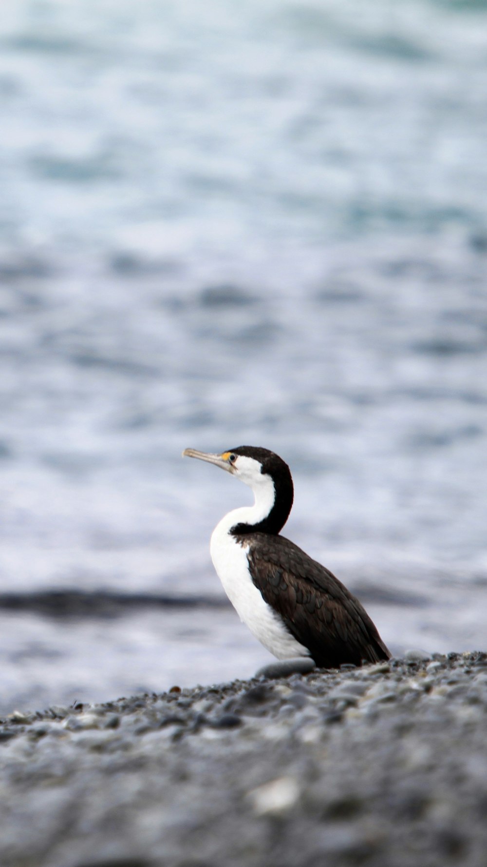 black and white bird on rock near body of water during daytime