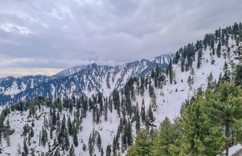 green pine trees on snow covered mountain during daytime