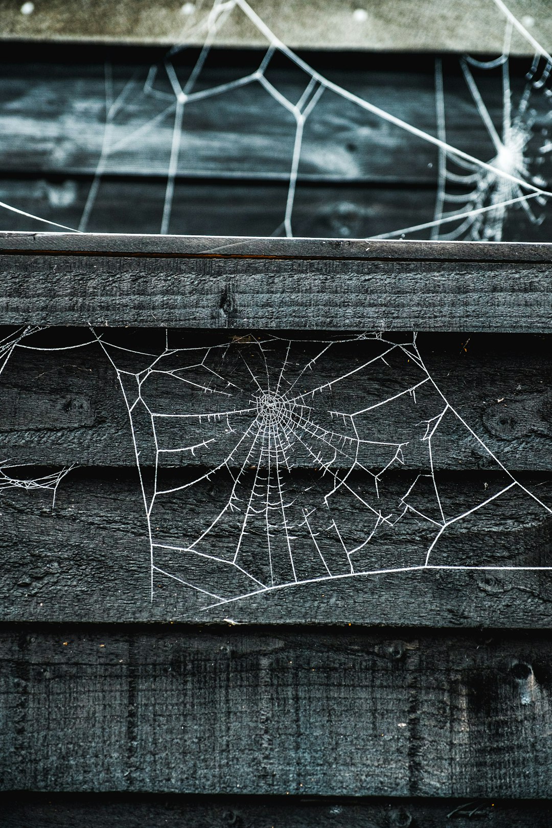 spider web on brown wooden fence