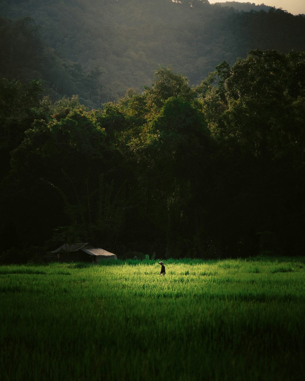 green grass field with trees and mountains in the distance