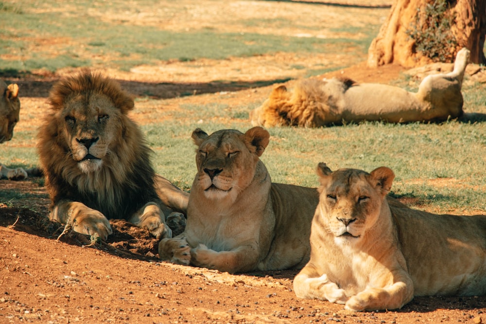 lion et lionne couchés sur le sable brun pendant la journée