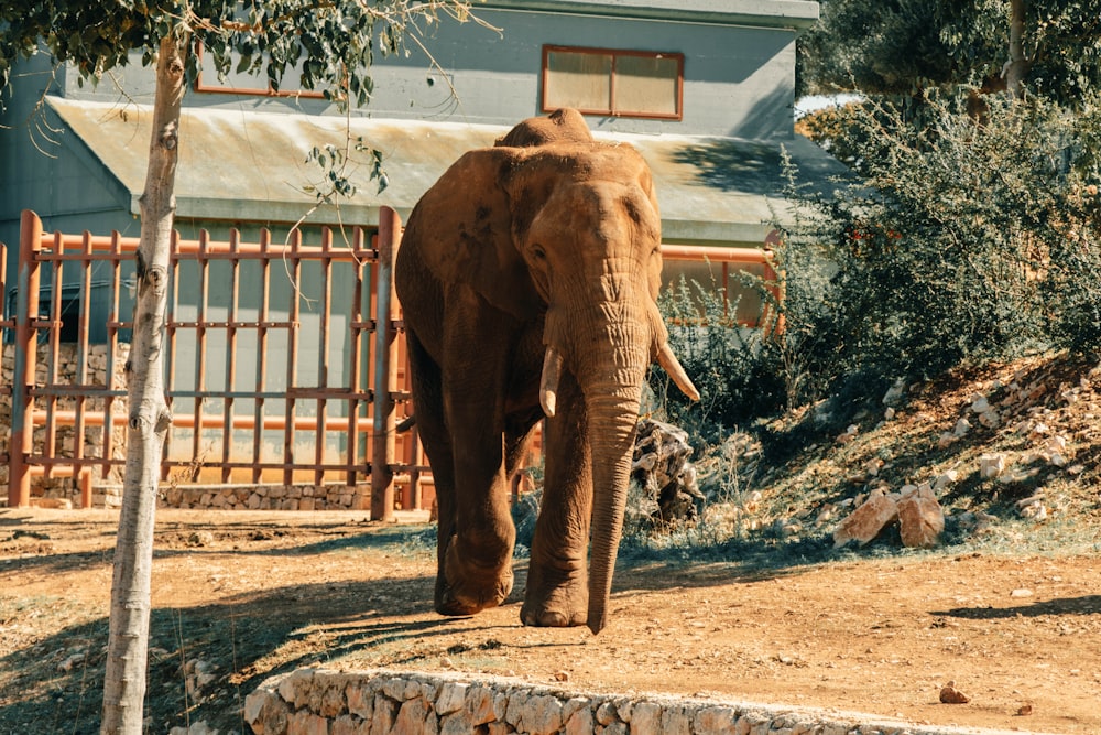 elefante marrom andando na sujeira marrom durante o dia