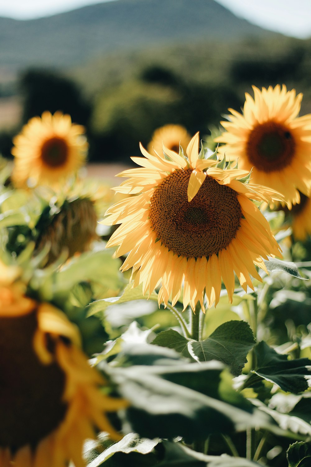 yellow sunflower in close up photography