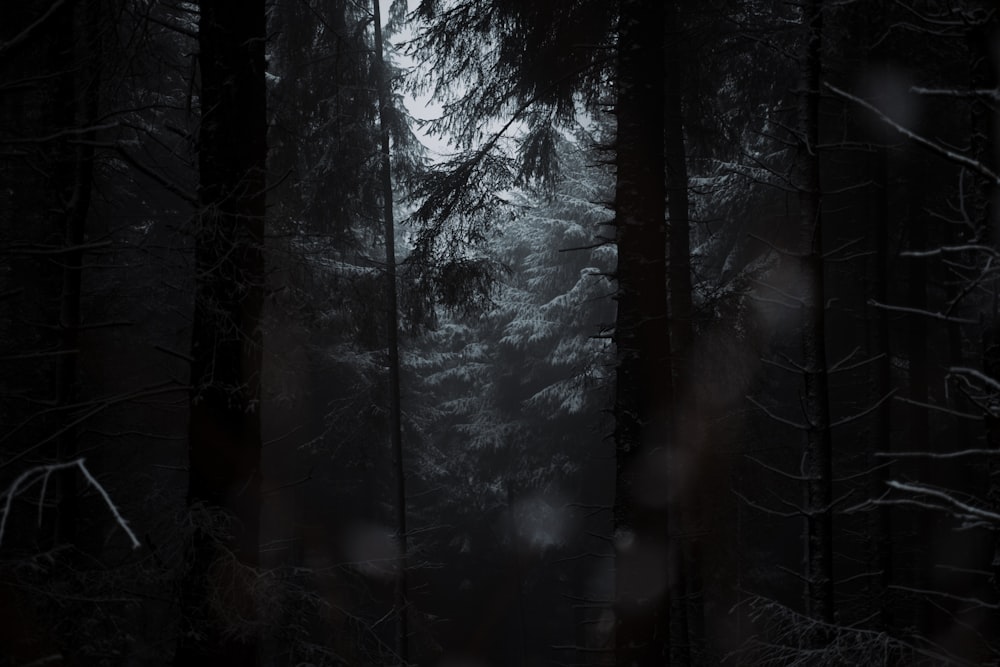 green trees covered with snow