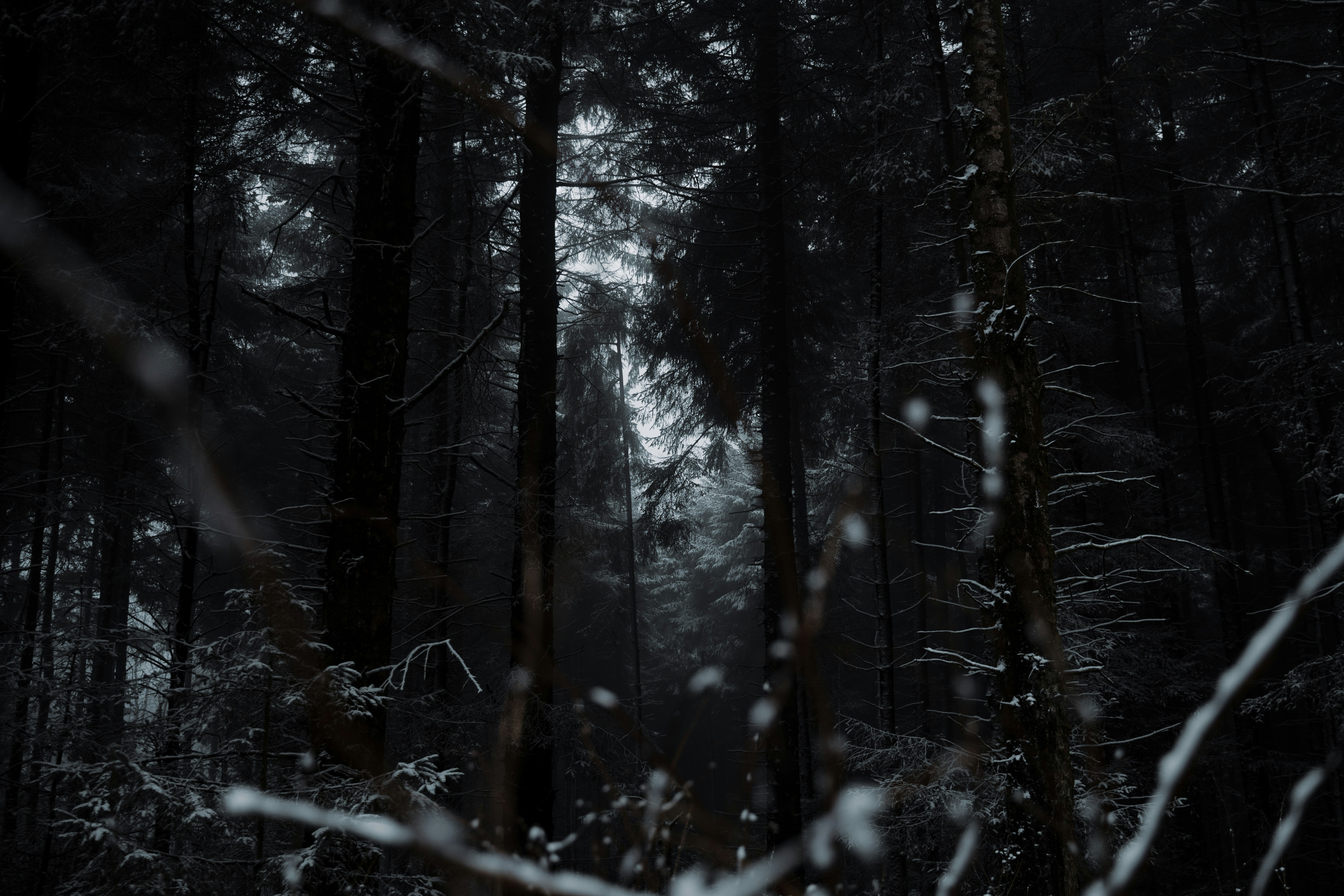 Snowy Forest Pictures Download Free Images On Unsplash