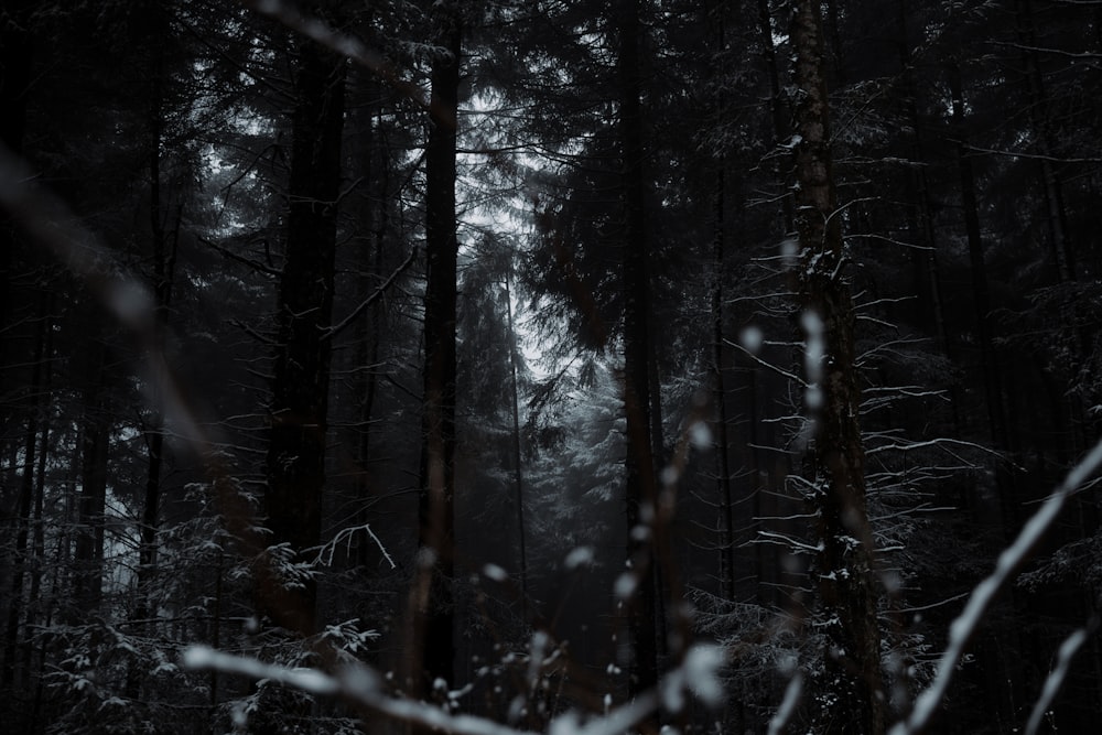 snow covered trees during daytime