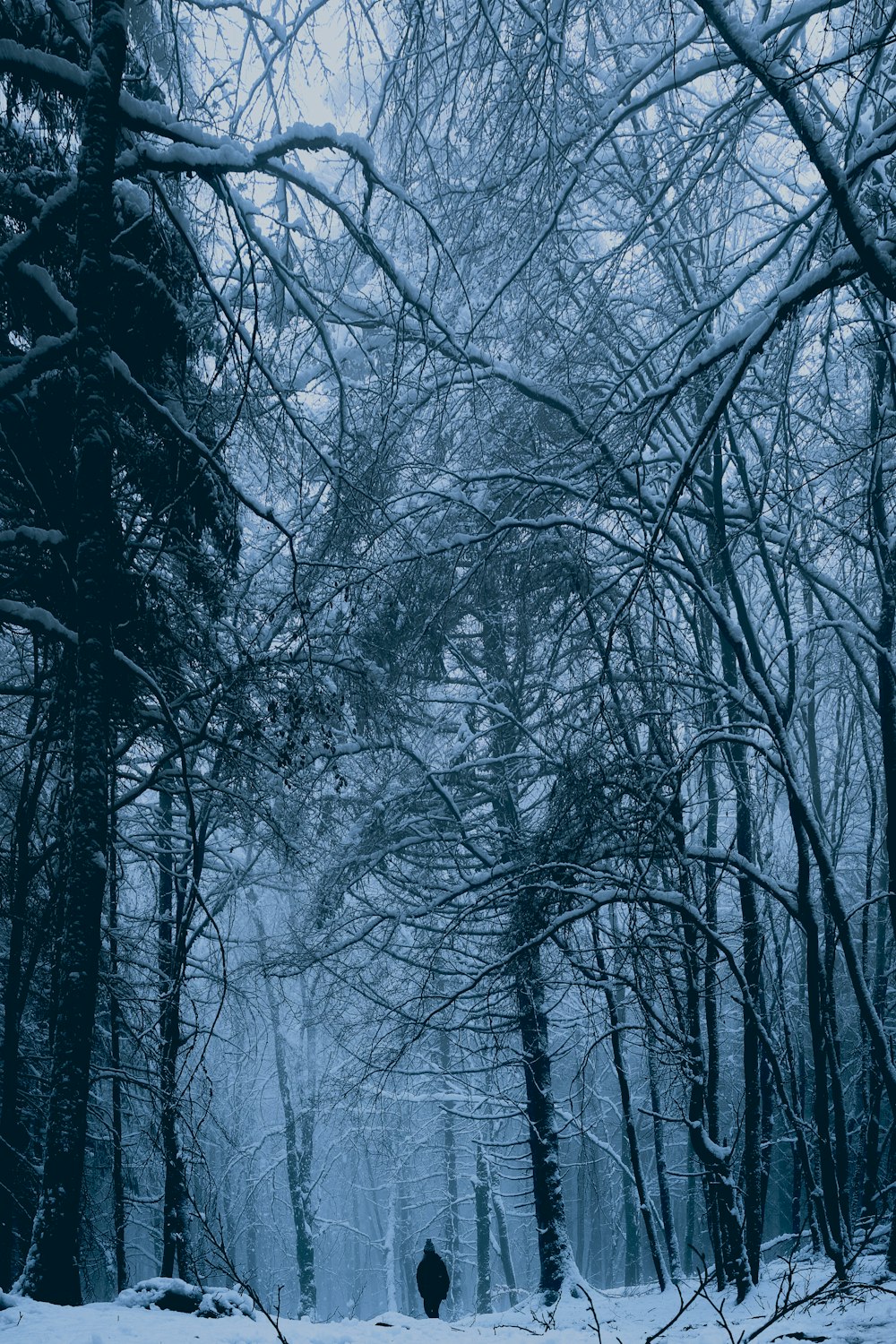 bare trees on snow covered ground