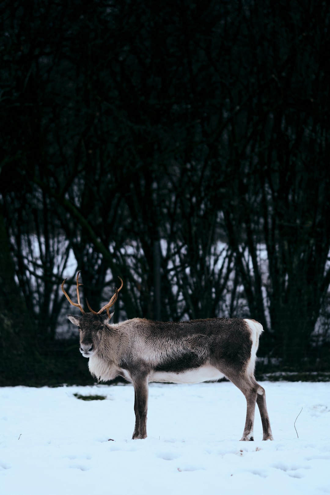 white and brown animal on forest during daytime