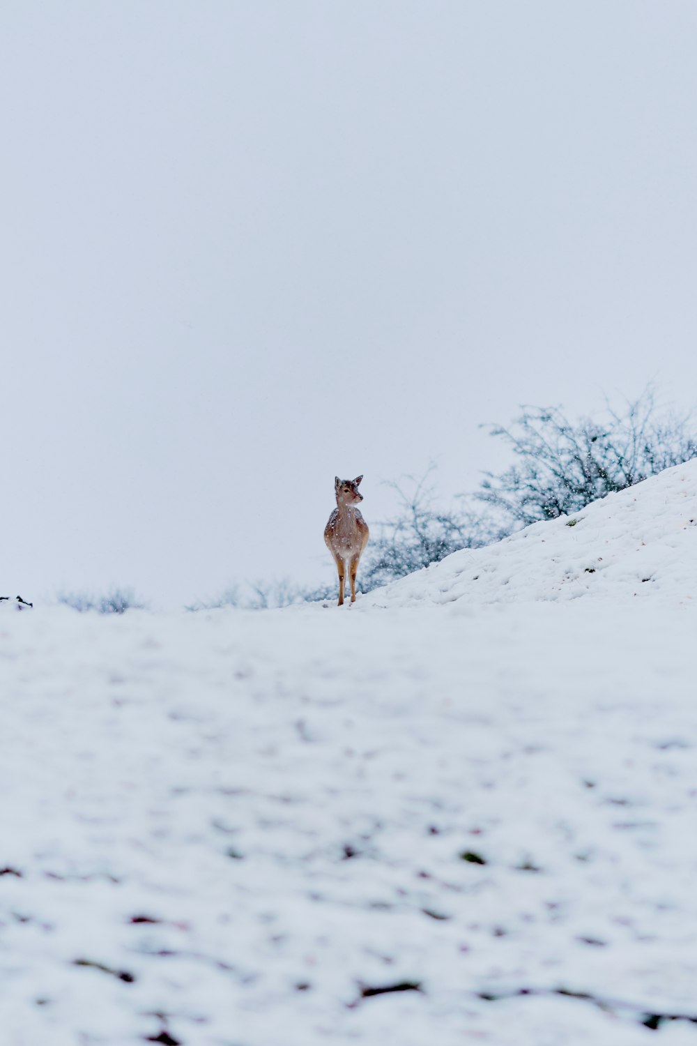brown deer on snow covered ground
