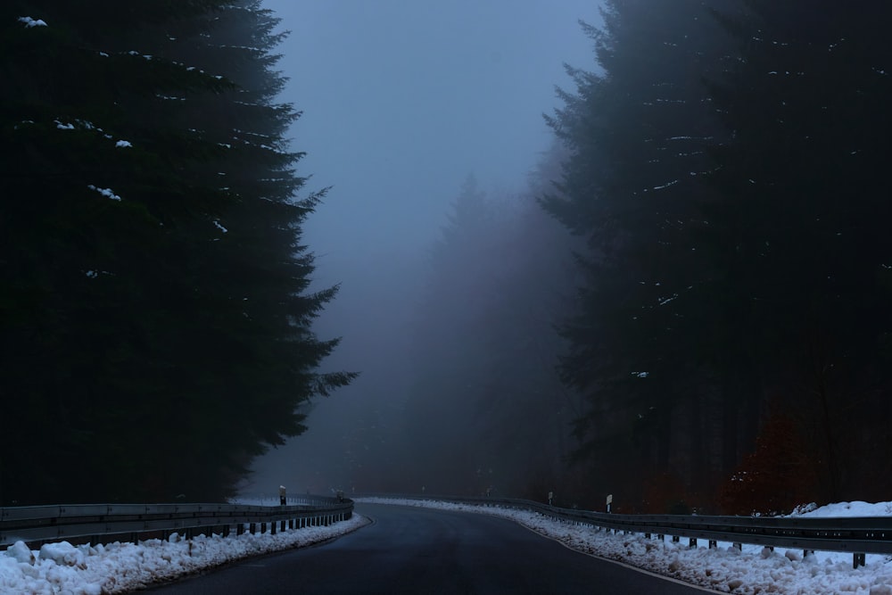 snow covered trees during daytime